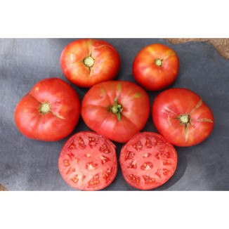 Tomate Cherokee