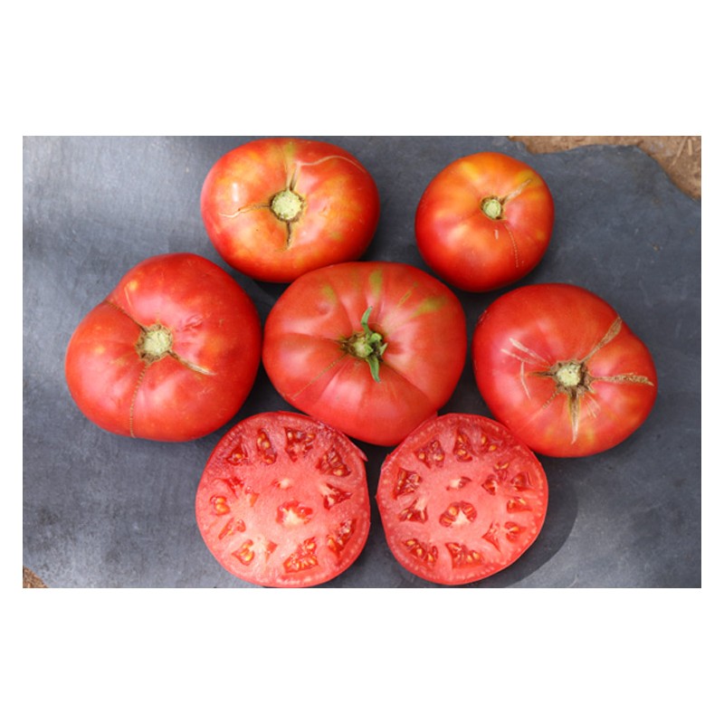 Tomate coeur de boeuf rose - Lou Vayu