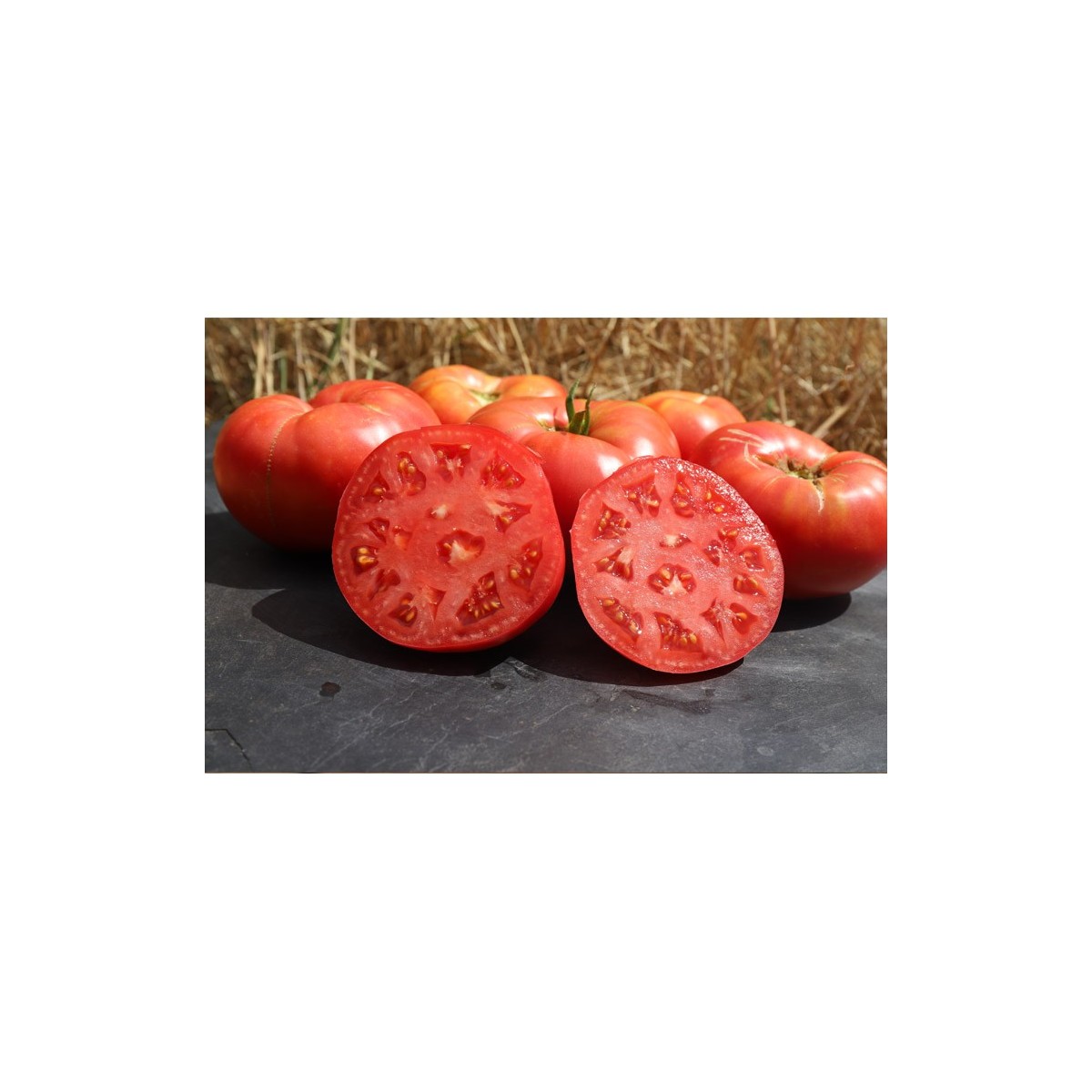 Tomate Cherokee tomate charnue semences biologiques Pascal Poot
