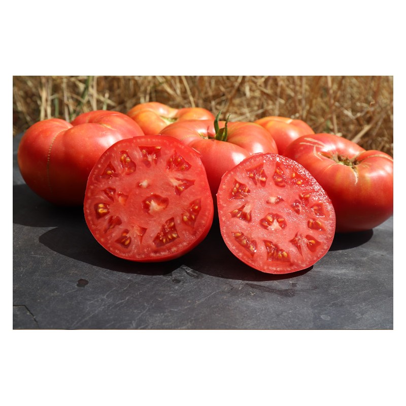 Tomate Cherokee tomate charnue semences biologiques Pascal Poot
