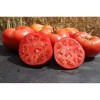 Tomate Cherokee tomate charnue semences biologiques Pascal Poot