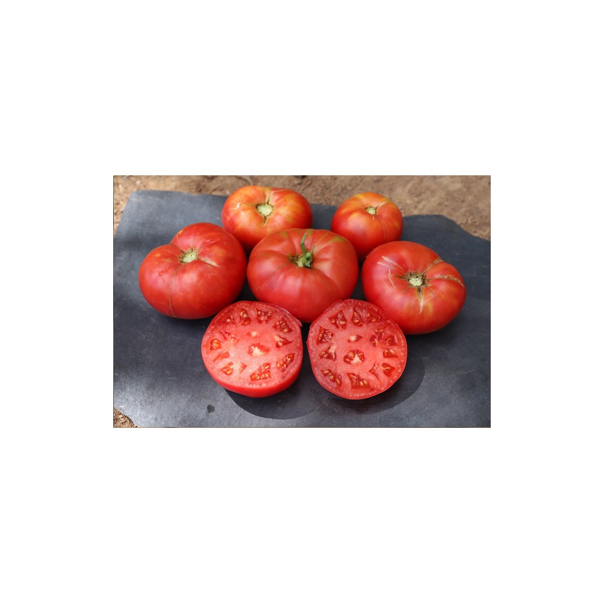 Tomate Cherokee tomate charnue semences biologiques Pascal Poot