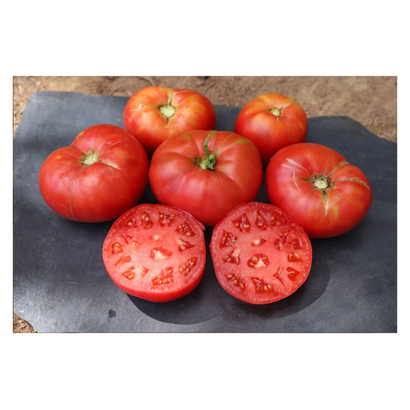 Tomate Cherokee tomate charnue semences biologiques Pascal Poot
