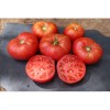 Tomate Cherokee tomate charnue semences biologiques Pascal Poot