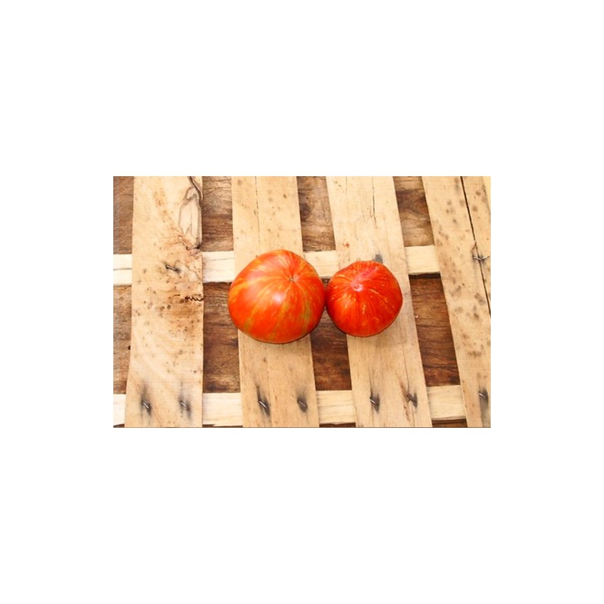 Tomate cœur de Zébrée