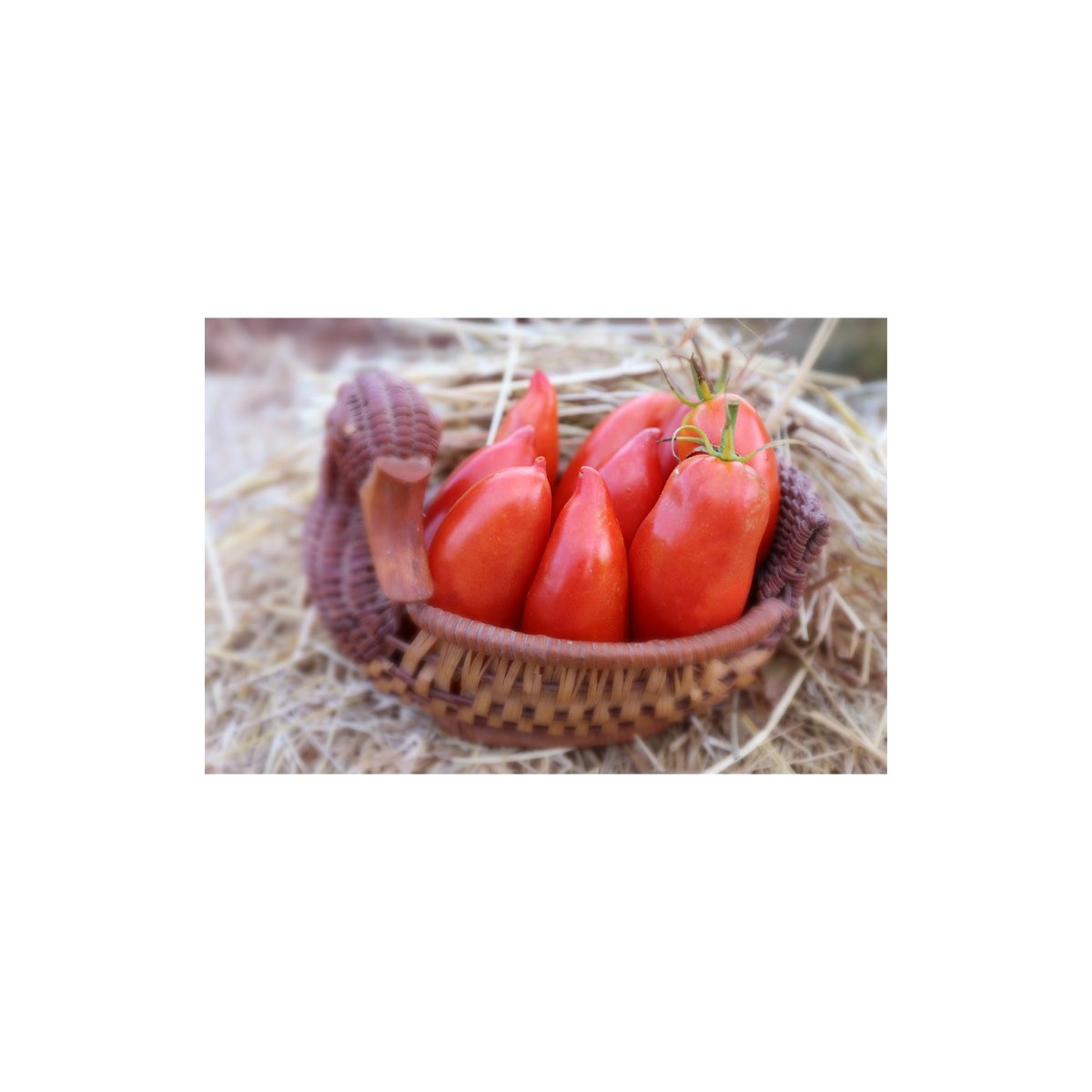 Tomate Cornue des Andes ou  tomate Andine semences bio