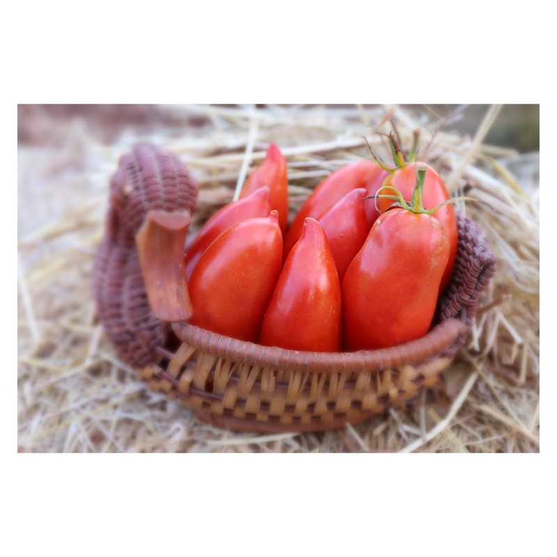 Tomate Cornue des Andes ou  tomate Andine semences bio