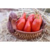 Tomate Cornue des Andes ou  tomate Andine semences bio