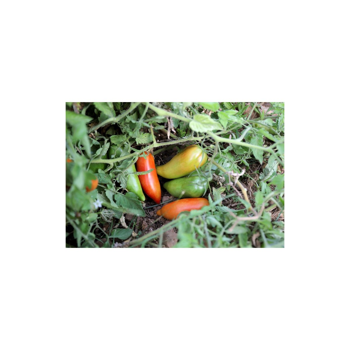 Tomate Cornue des Andes ou  tomate Andine semences bio