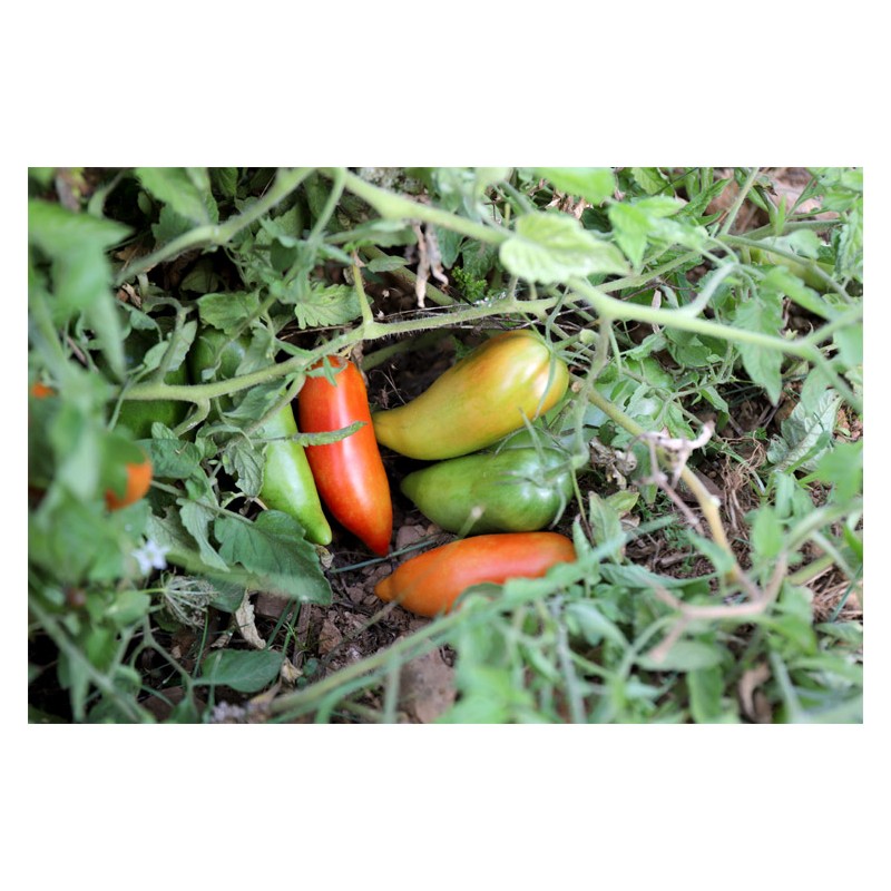 Tomate Cornue des Andes ou  tomate Andine semences bio