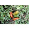 Tomate Cornue des Andes ou  tomate Andine semences bio