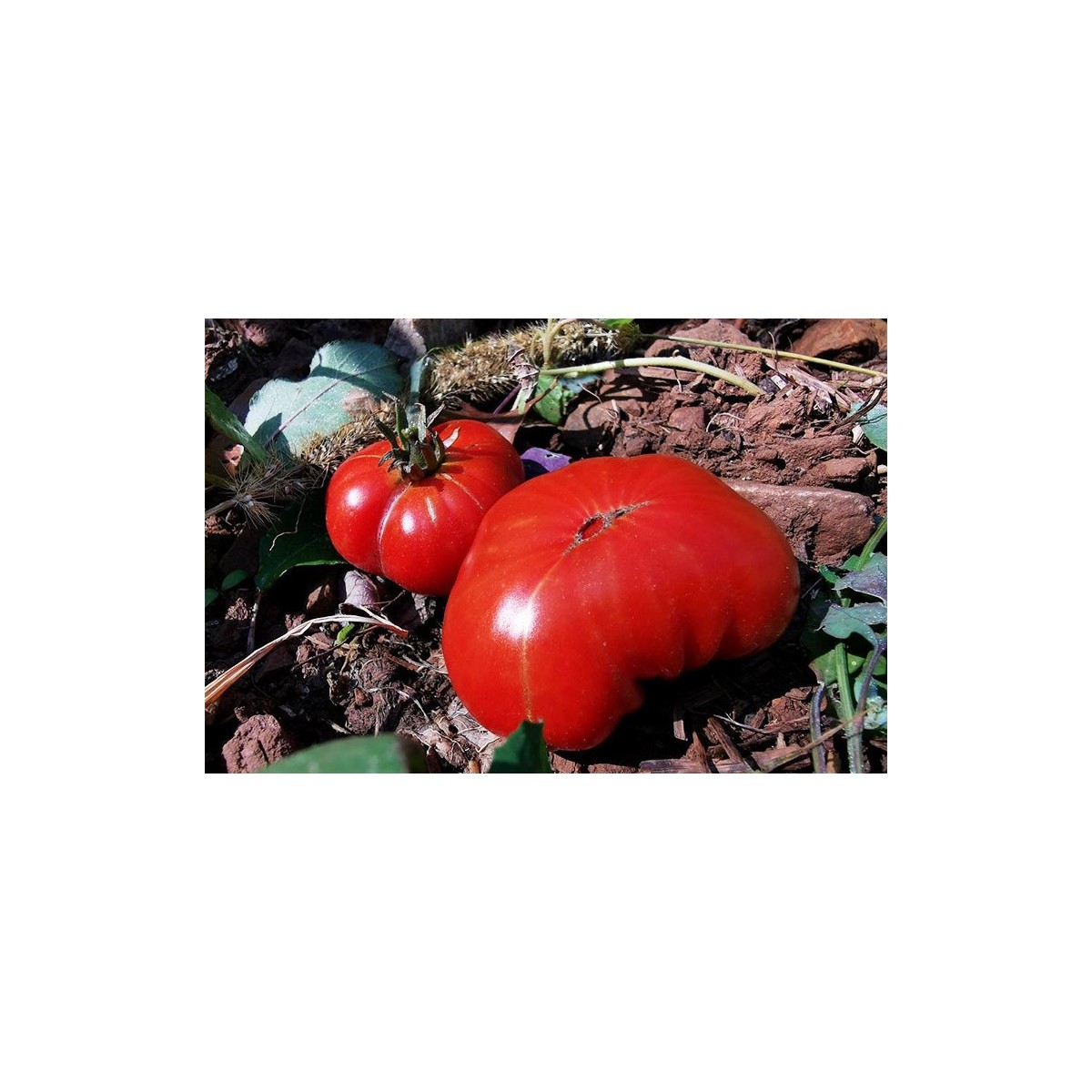 Tomate Côtelée d'Olmet