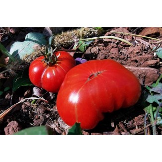 Tomate Côtelée d'Olmet