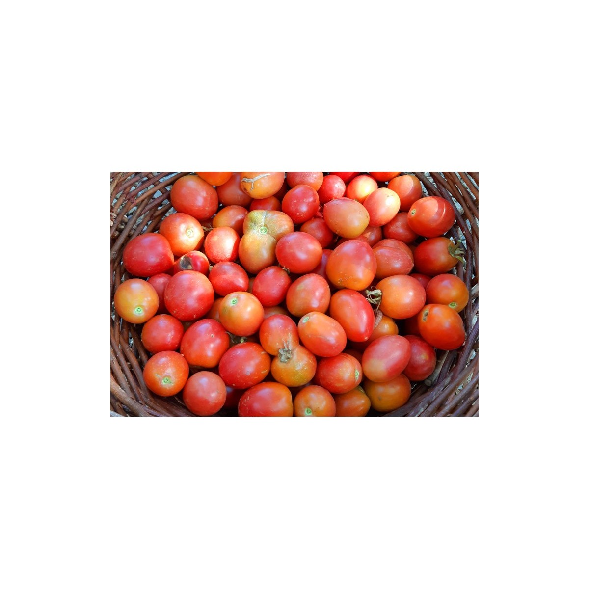 Tomates Early Sibérien semences bio Pascal Poot