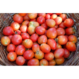 Tomates Early Sibérien semences bio Pascal Poot