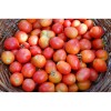 Tomates Early Sibérien semences bio Pascal Poot