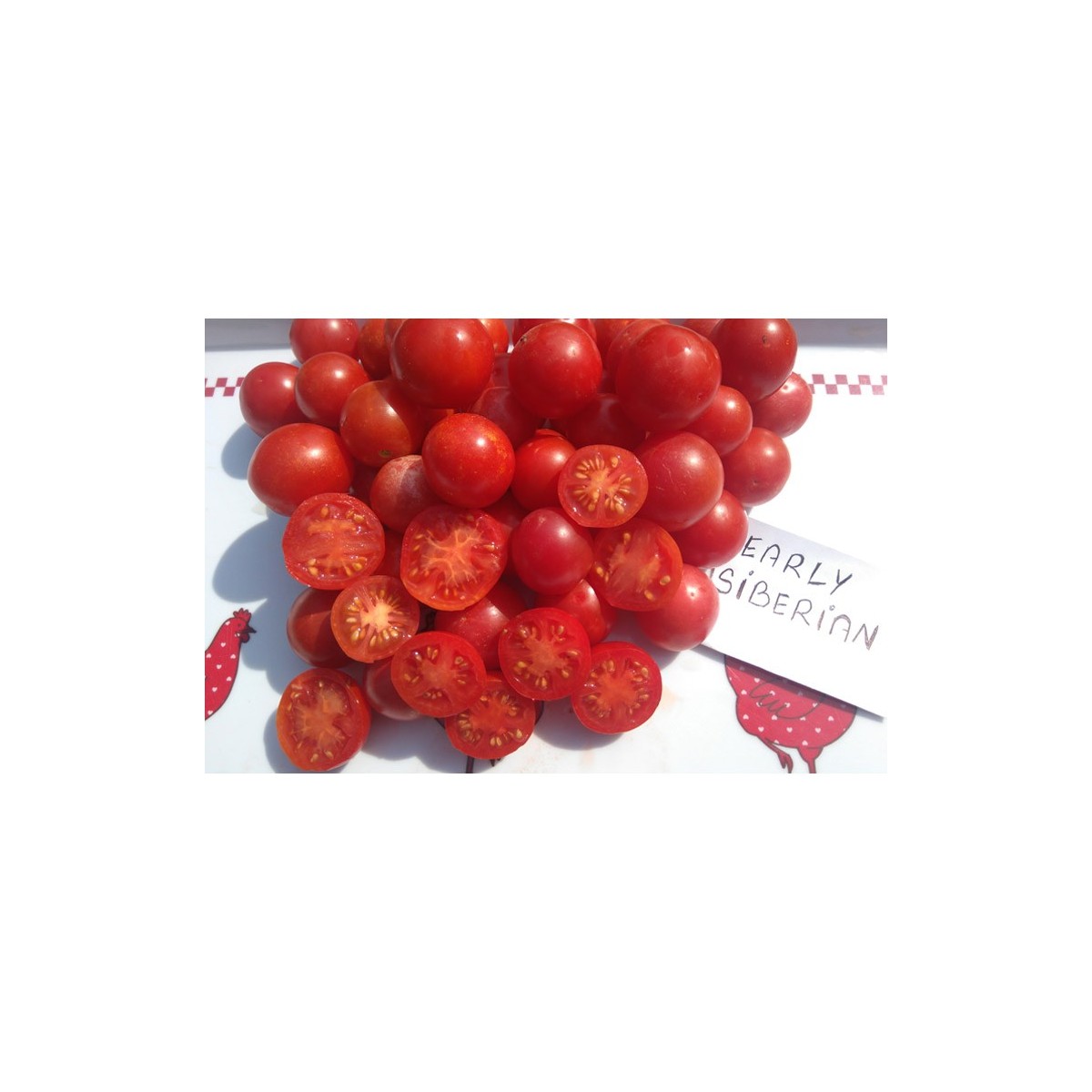 Tomates Early Sibérien semences bio Pascal Poot