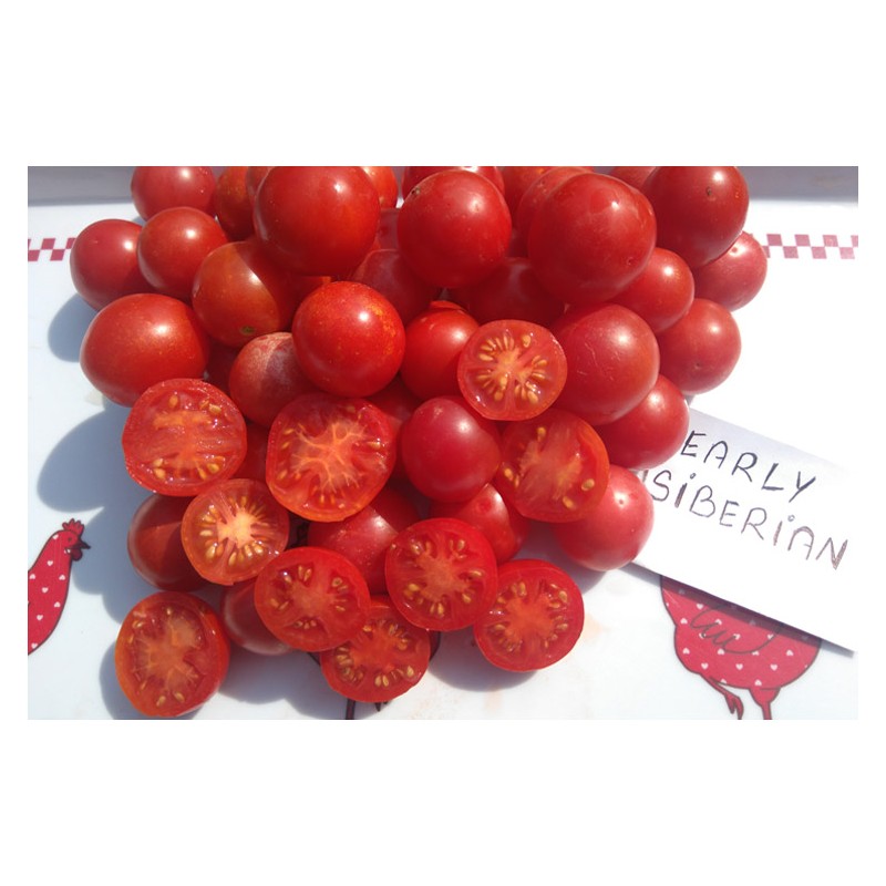 Tomates Early Sibérien semences bio Pascal Poot