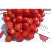 Tomates Early Sibérien semences bio Pascal Poot