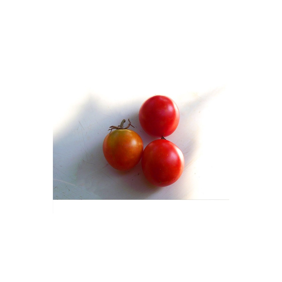 Tomates Early Sibérien semences bio Pascal Poot