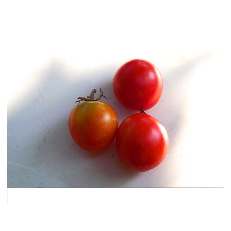 Tomates Early Sibérien semences bio Pascal Poot