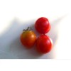 Tomates Early Sibérien semences bio Pascal Poot