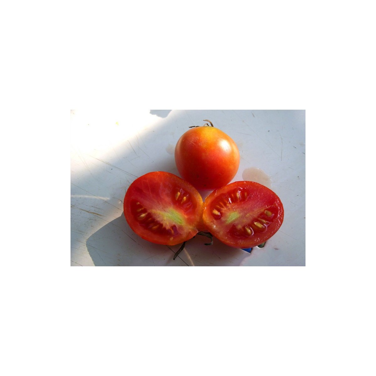 Tomates Early Sibérien semences bio Pascal Poot