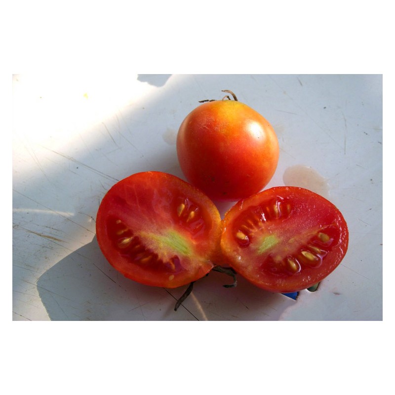 Tomates Early Sibérien semences bio Pascal Poot