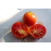 Tomates Early Sibérien semences bio Pascal Poot