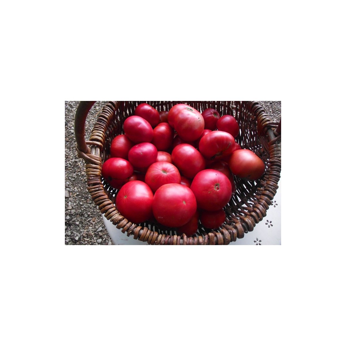 Tomate Géante d'Orenbourg graines bio reproductibles