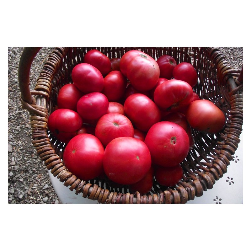 Tomate Géante d'Orenbourg graines bio reproductibles