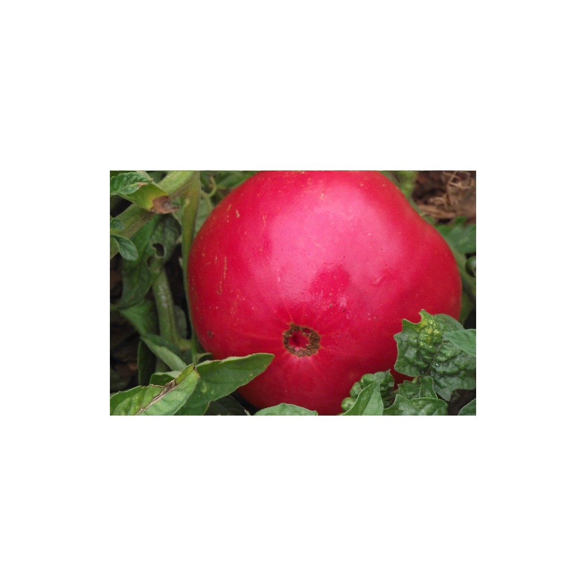 Semences de tomate Gregory Altaï une de nos meilleures obtentions