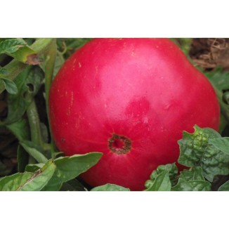 Semences de tomate Gregory Altaï une de nos meilleures obtentions