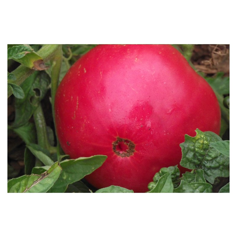 Semences de tomate Gregory Altaï une de nos meilleures obtentions