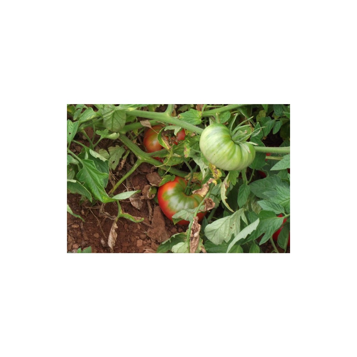 Semences de tomate Gregory Altaï une de nos meilleures obtentions