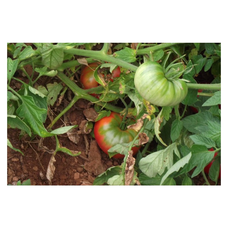 Semences de tomate Gregory Altaï une de nos meilleures obtentions