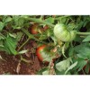 Semences de tomate Gregory Altaï une de nos meilleures obtentions