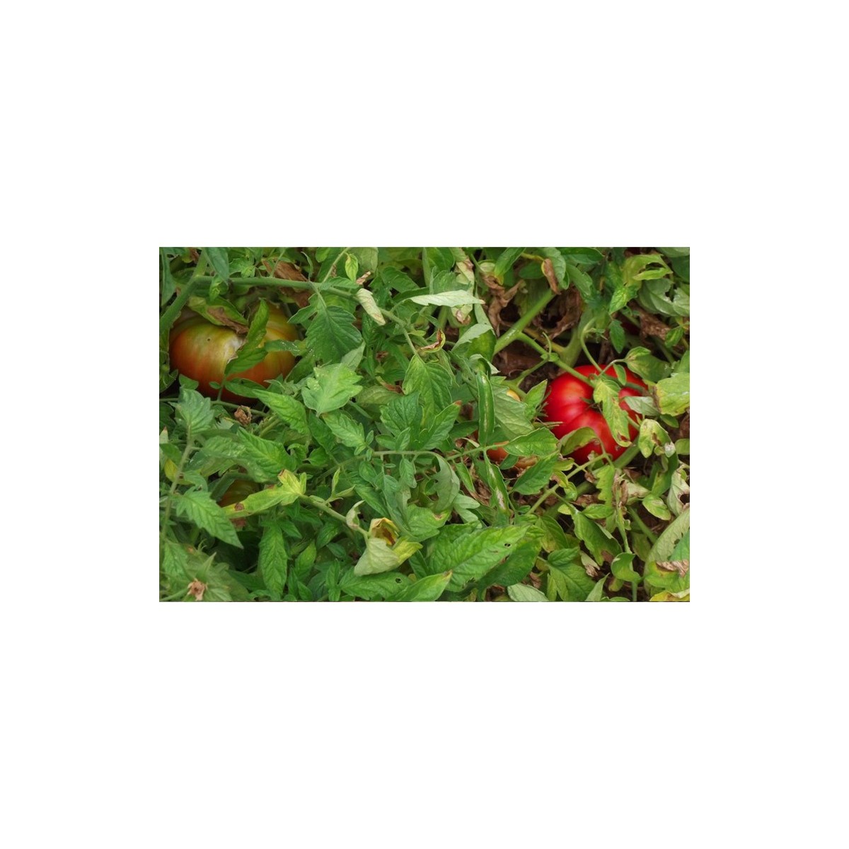 Semences de tomate Gregory Altaï une de nos meilleures obtentions