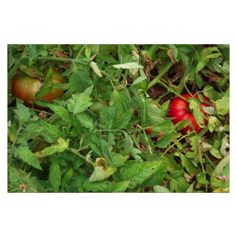 Semences de tomate Gregory Altaï une de nos meilleures obtentions