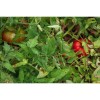 Semences de tomate Gregory Altaï une de nos meilleures obtentions