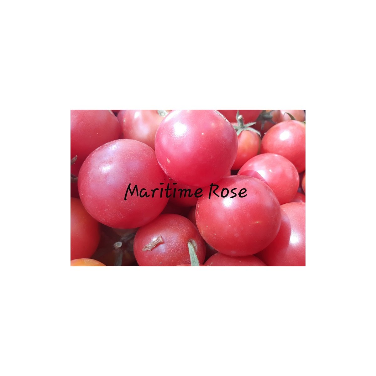 Tomate Maritime rose