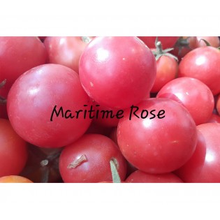 Tomate Maritime rose