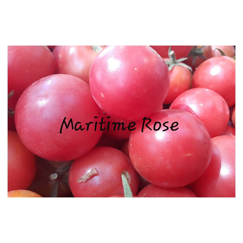 Tomate Maritime rose