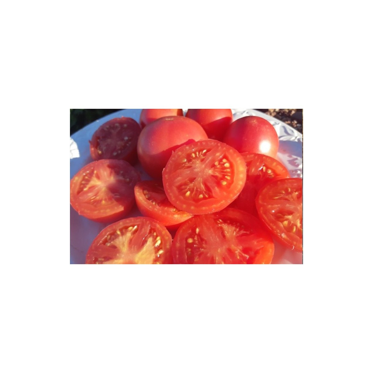 Tomate Maritime Rose