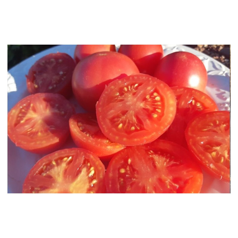 Tomate Maritime Rose