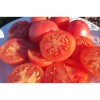Tomate Maritime Rose