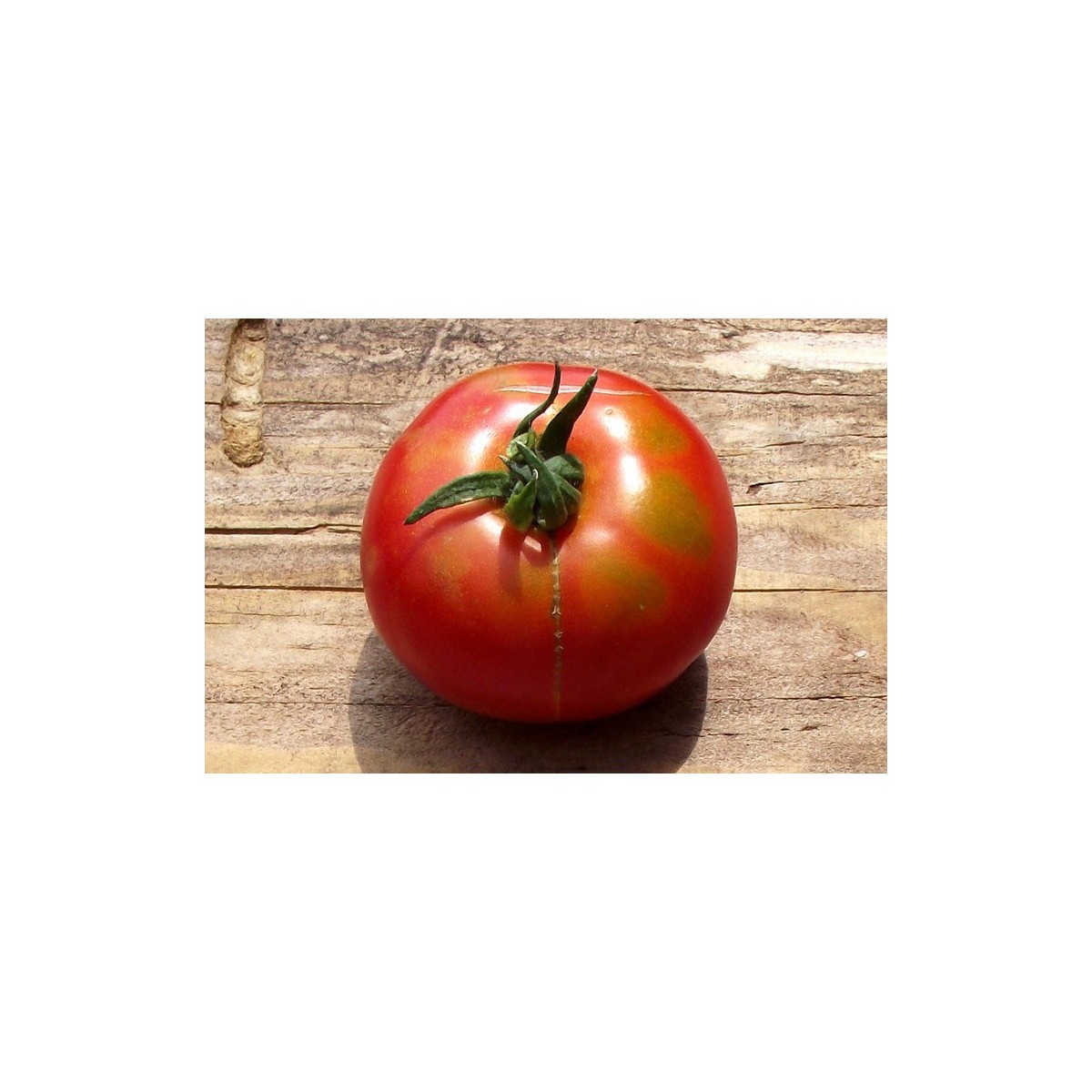 Tomate Marmande variété ancienne semences biologiques