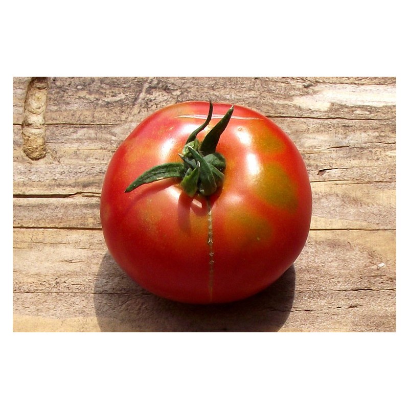 Tomate Marmande variété ancienne semences biologiques