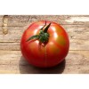 Tomate Marmande variété ancienne semences biologiques