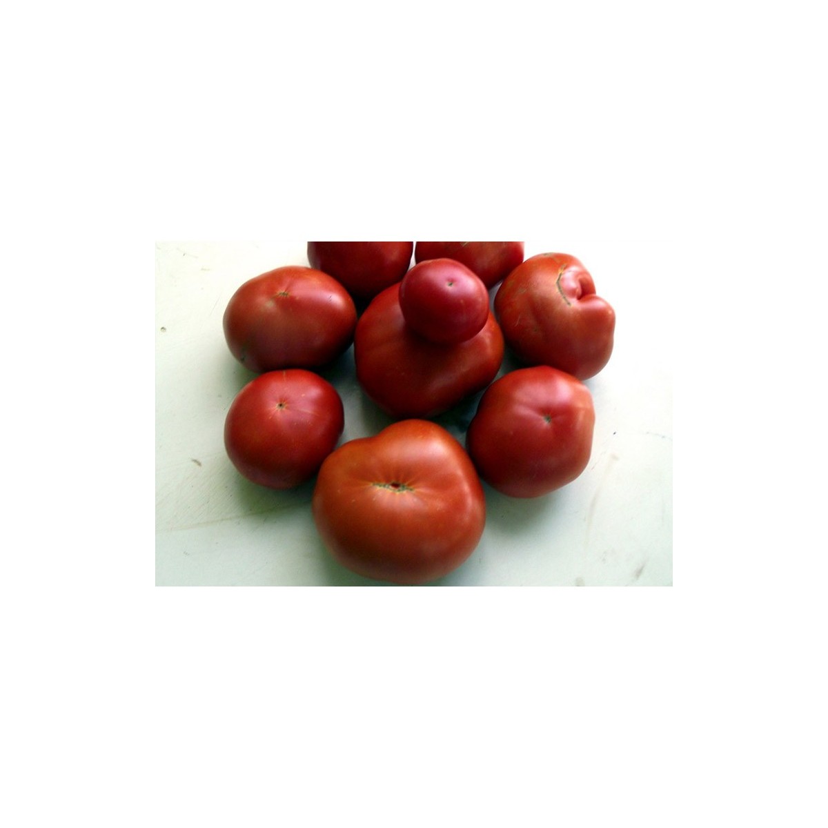 Tomate Marmande variété ancienne semences biologiques